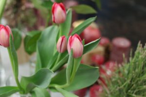 チューリップ ｜たしかに